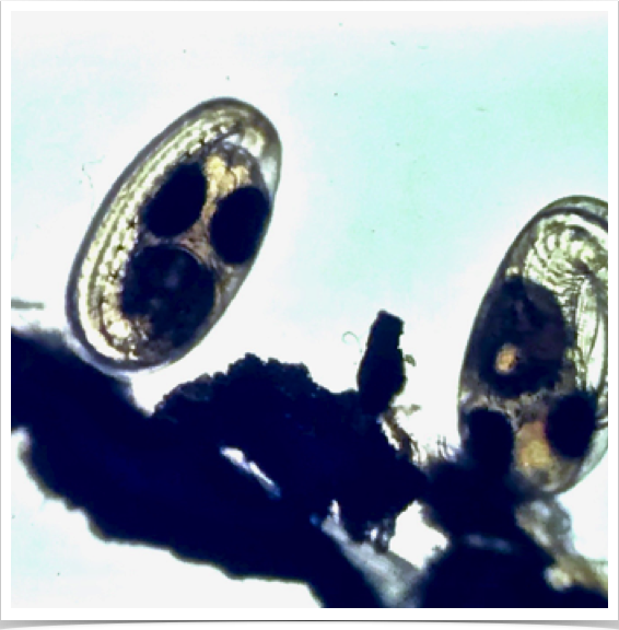 Adhesive eggs of Sergeant Major (Abudefduf saxatilis) - used to develop culture technologies for reef conservation studies.